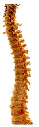 [Spine]